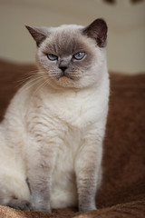 British white cat with blue eyes