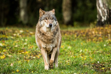 Portrait of a wolf in autumn forest