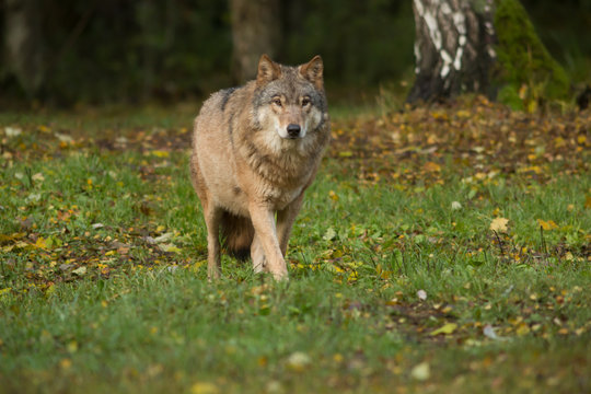 Portrait of a wolf in autumn forest