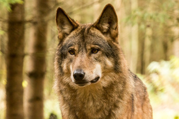 Portrait of a wolf in autumn forest