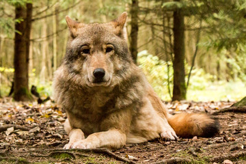 Portrait of a wolf in autumn forest