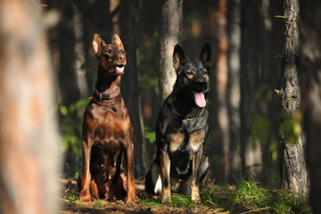 Two dogs sit in autumn forest. Portrait of shepherd and Doberman. pine-wood