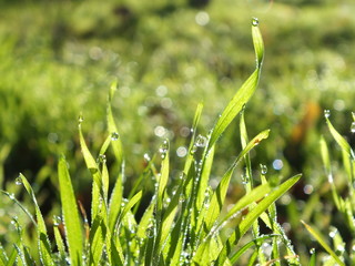 Young green grass in dew background