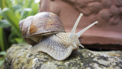Escargot dans sa coquille