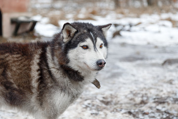 Husky in the yard