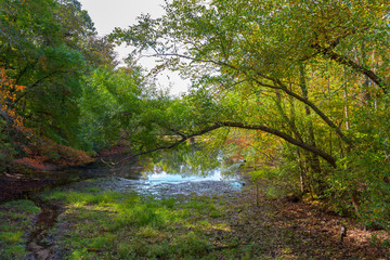 Small Pond Surrounded by Trees