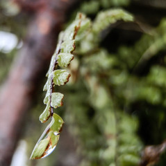 Water drop from melted snow on leaf of forest herb