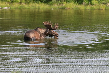 Big bull elk eating the grass in the lake