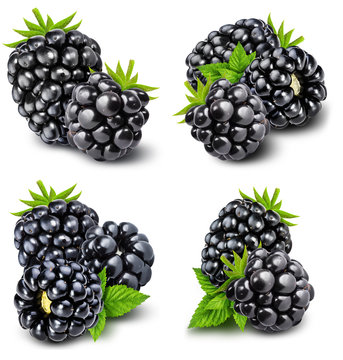 blackberries isolated on white background