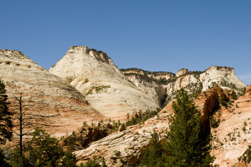 Fototapeta premium Zion mountains and cliffs with trees growing out of rocks