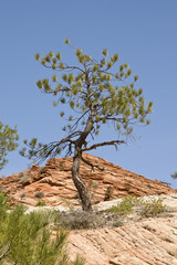Zion mountains and cliffs with trees growing out of rocks