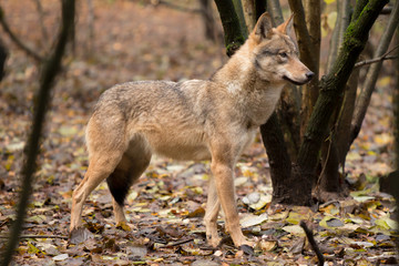 Obraz premium Portrait of a wolf in autumn forest