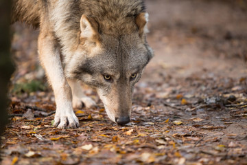 Portrait of a wolf in autumn forest