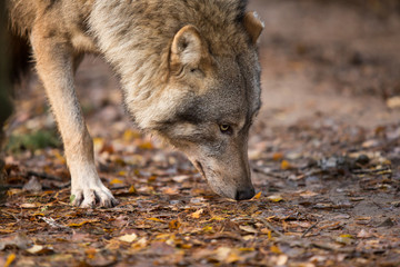 Obraz premium Portrait of a wolf in autumn forest