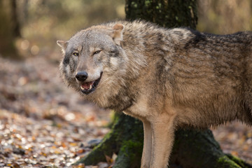 Portrait of a wolf in autumn forest