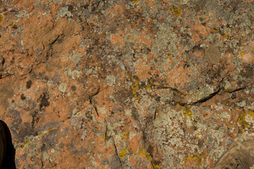 Litchens growing on sandstone