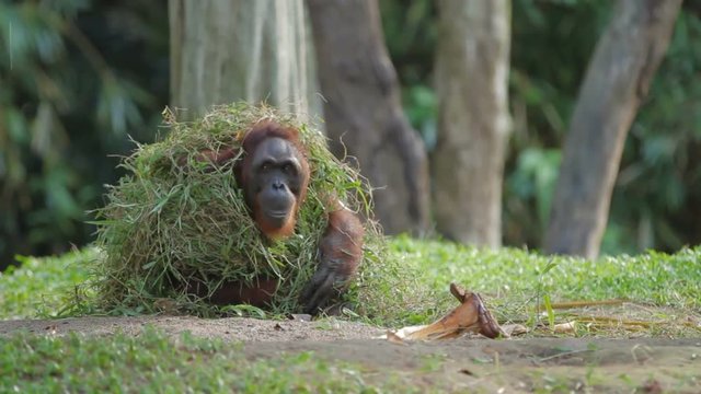 Adult orangutan (Rongo) sits under a bunch of grass and tree branches. Big monkey playing with wet grass after rain.