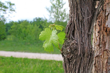 Vineyard in spring, Slovenia