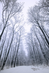 Snowy forest in winter at wide angel view