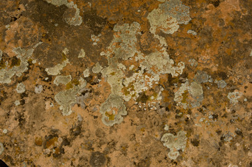 Zion, rocky mountains with trees growing out of the rocks
