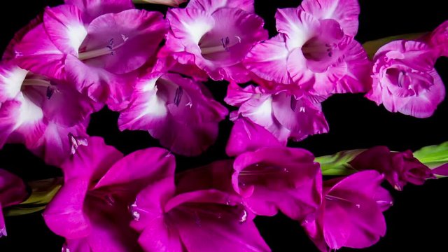 Blooming Gladiola Flowers