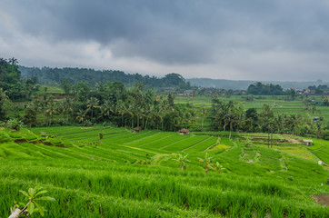Fototapeta na wymiar gruene reisfelder landschaft indonesien