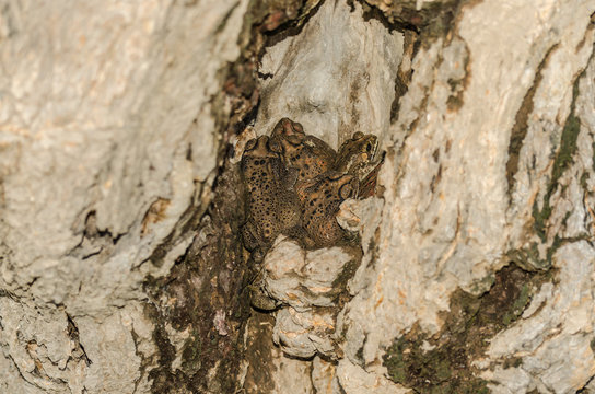 viele kroeten in baum