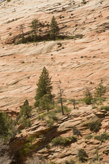 Zion, rocky mountains with trees growing out of the rocks