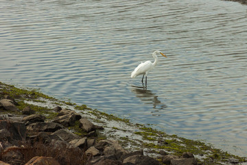 White Egret with Catch