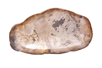 Piece of petrified wood isolated on white background