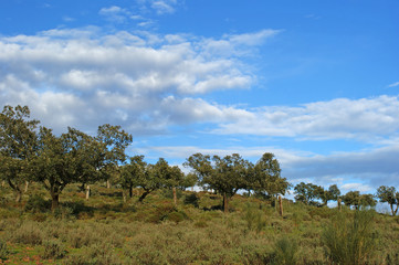 Oaks on mountain and cloudy blue sky background