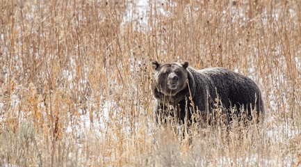 Wild American grizzly bear (Ursus arctos) #2