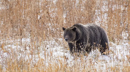 Obraz na płótnie Canvas Wild American grizzly bear (Ursus arctos)