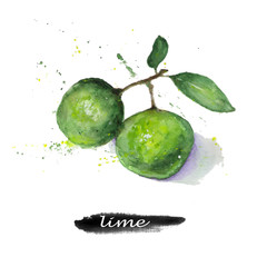 Hand drawn lime. Watercolor food and fruits illustration