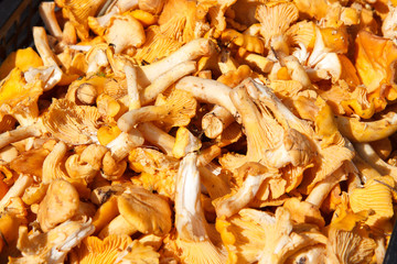 bunch of mushrooms