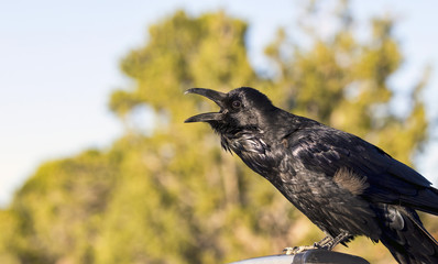 Common Raven (Corvus corax) calling
