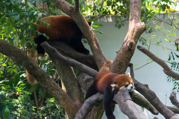 Obraz premium Two red pandas sleep on the tree in China 