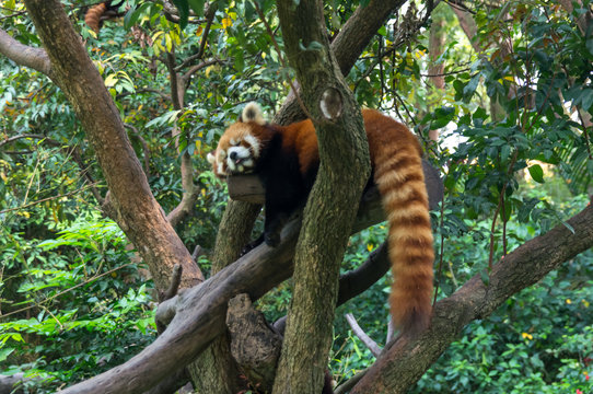 Red panda is sleeping on the tree in China jungle