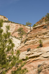 Fototapeta premium Zion, rocky mountains with trees growing out of the rocks