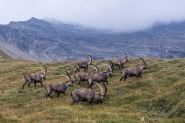 The group of goats running in the Austrian Alps
