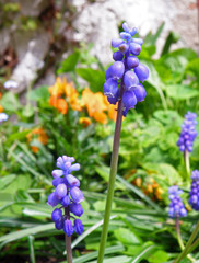 Vibrant Purple Wild Grape Hyacinth Flowers Blooming in the Green Field  