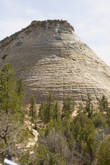 Obraz premium Zion, rocky mountains with trees growing out of the rocks