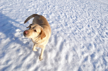 The dog and its shadow. Dog breed Labrador, a partner and a friend.