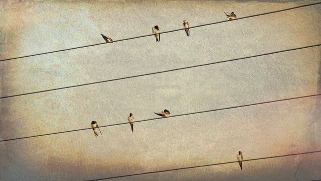 Swallows on Wires   - Grunge  Vintage   Photo