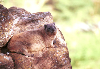 Rock hyrax, Lake Nakuru National Park, Kenya