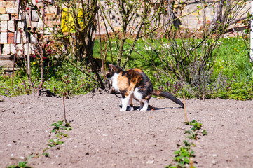 Fototapeta premium Katze verrichtet ihr Geschäft im Garten