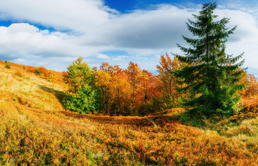 Fototapeta premium birch forest in sunny afternoon while autumn season 