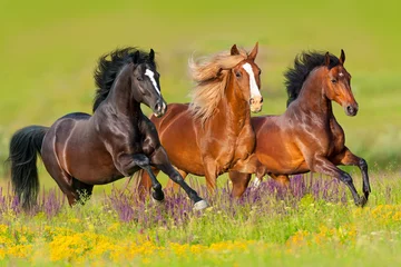 Gordijnen Paarden rennen galop in bloemenweide © kwadrat70