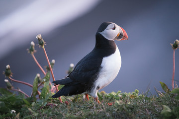Beautiful bird puffin in Iceland