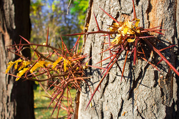 Tree thorns